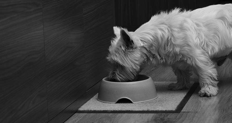 barfood-primeros-pasos