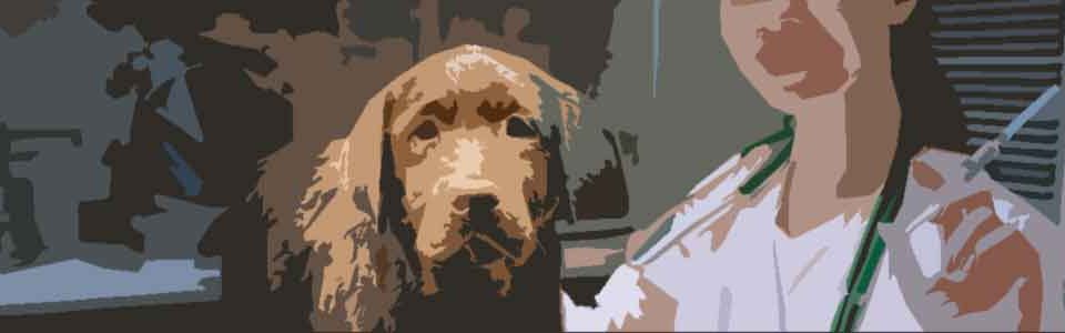 alergias-alimentarias-en-los-perros