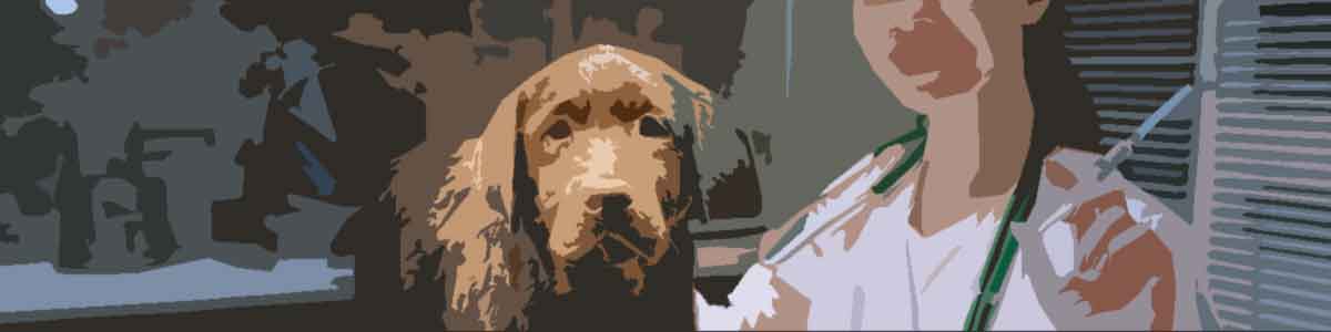 alergias-alimentarias-en-los-perros