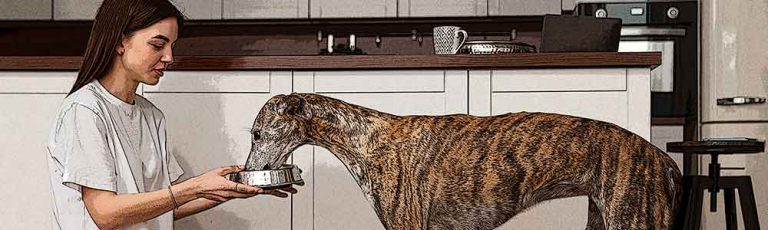 Transición-a-Deshidratado-Barfood-en-perros-2