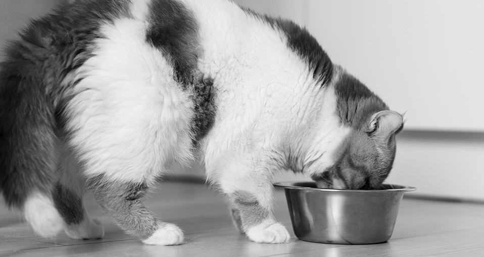 transicion-crudo-gato