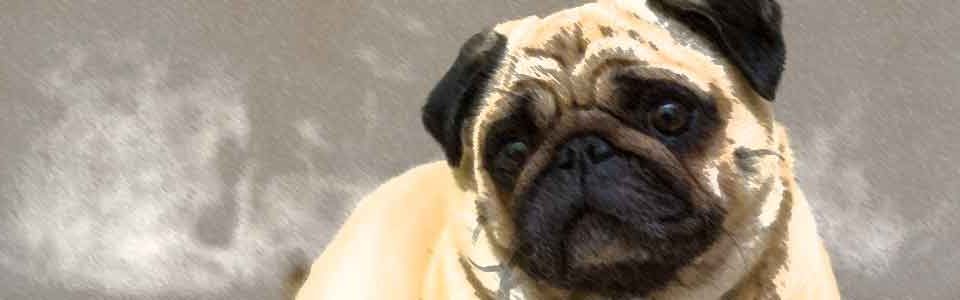 pug
