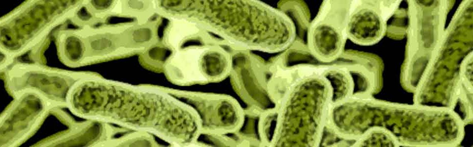 microbiota-intestinal