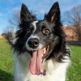 Border Collie
