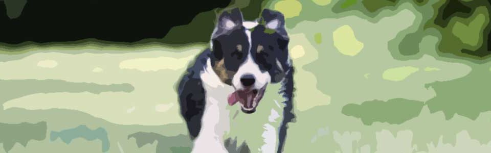 Border-Collie