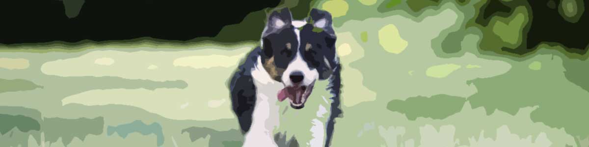 Border-Collie